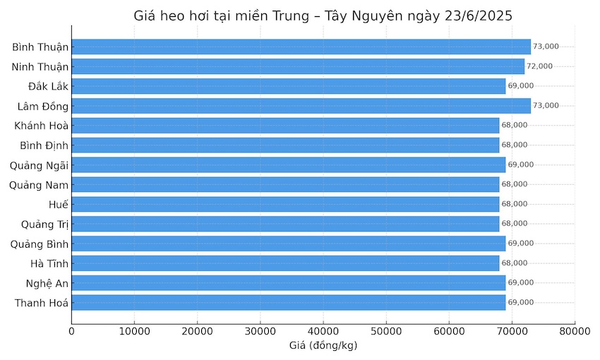 Gia heo hoi hom nay tai khu vuc mien Trung - Tay Nguyen. Do hoa: Thuy Linh.