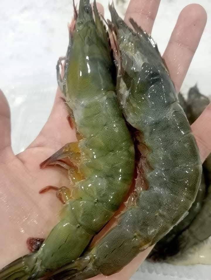 Choosing shrimp and processing it properly will be good for the kidneys. Photo: Quang Minh.