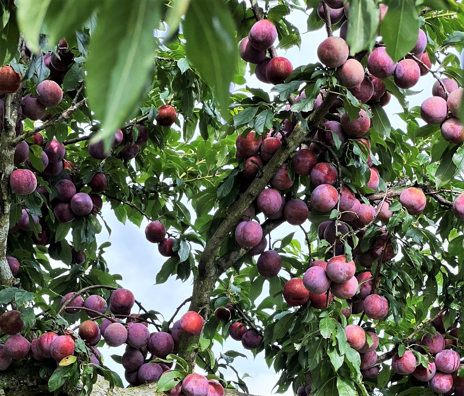 برقوق روبي كبير الحجم، لونه أحمر أرجواني عند النضج، وقشرته مستديرة جذابة. من كل 100 برقوق مزروع في سون لا، يُختار 5 برقوق روبي فقط. هذه إحدى ماركات البرقوق ذات الأسعار المرتفعة في السوق، وقد طُرحت عام 2021. تصوير: نجوين شوان فان