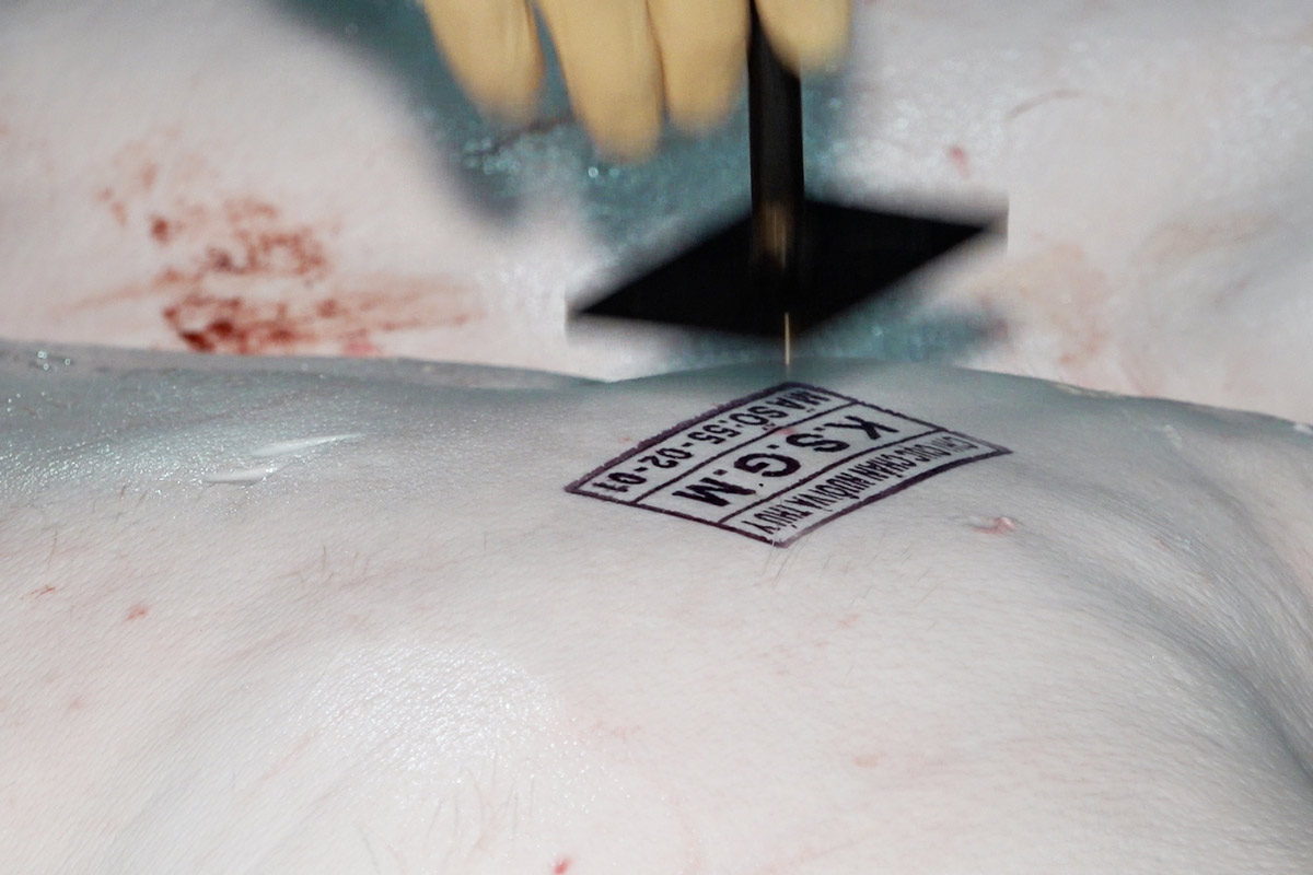 Estampar control de matanza sobre cerdos. Foto: Dieu Hoang