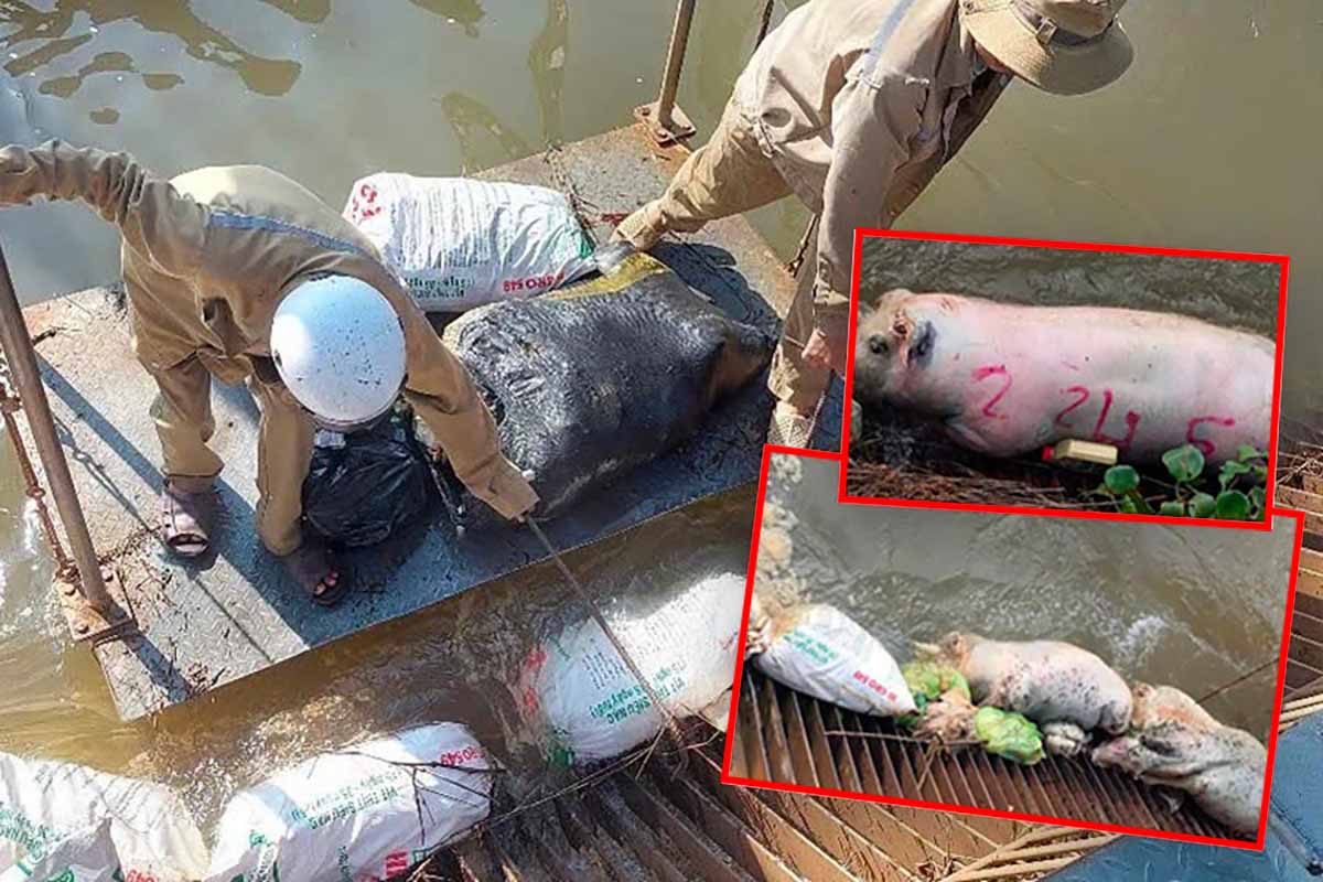 Phuoc Hoa - Dau Tieng canal is being cried for help because it is surrounded by hundreds of dead and sick pigs.