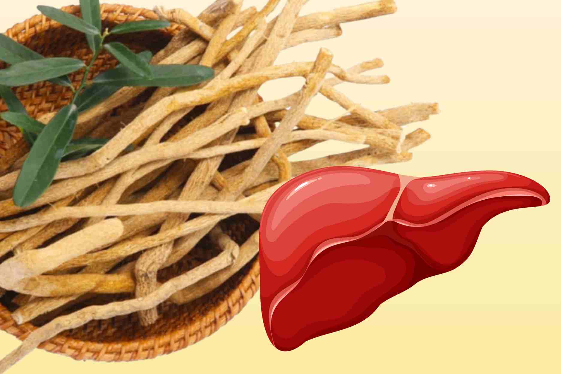 South American medicine contains many active ingredients that are beneficial for the liver and immune system