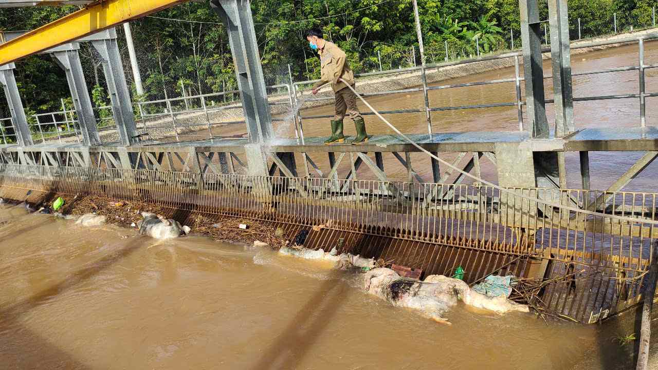 Southern Riego Company lucho para tomar cerdos muertos para manejar. Foto: Southern Riego Company proporcionada