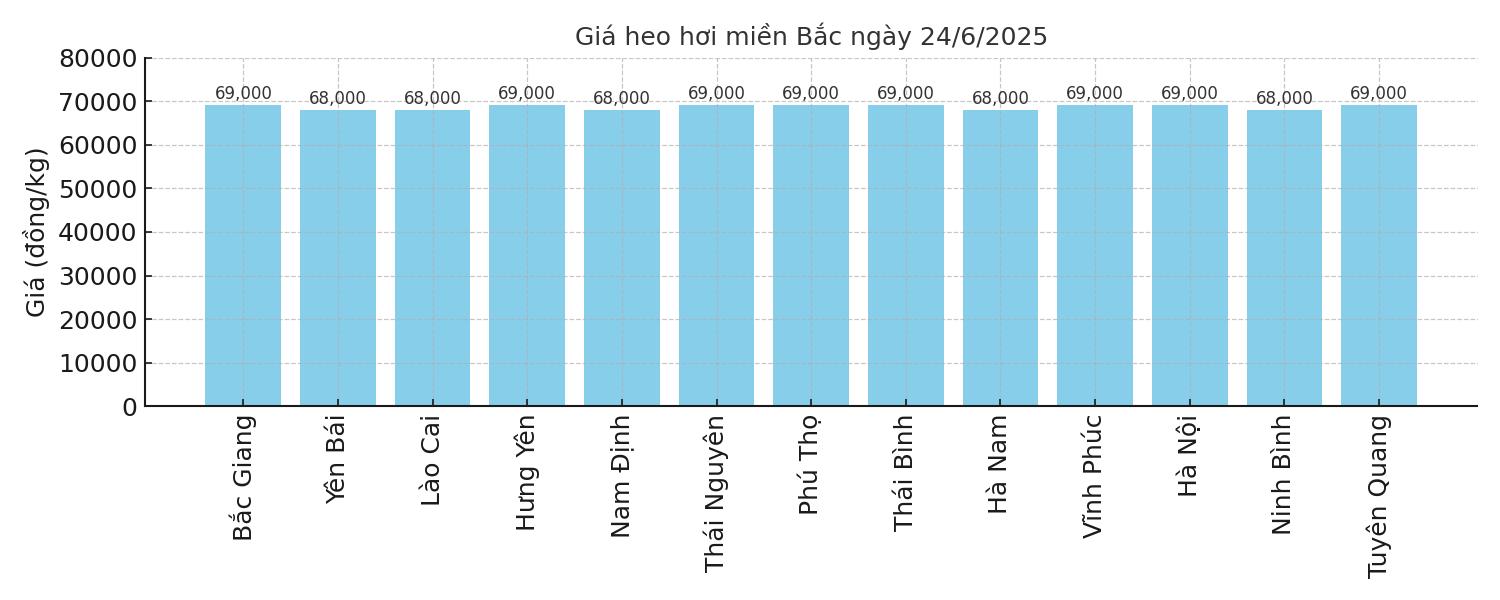 Gia heo hoi mien Bac hom nay 23.6. Do hoa: Thuy Linh