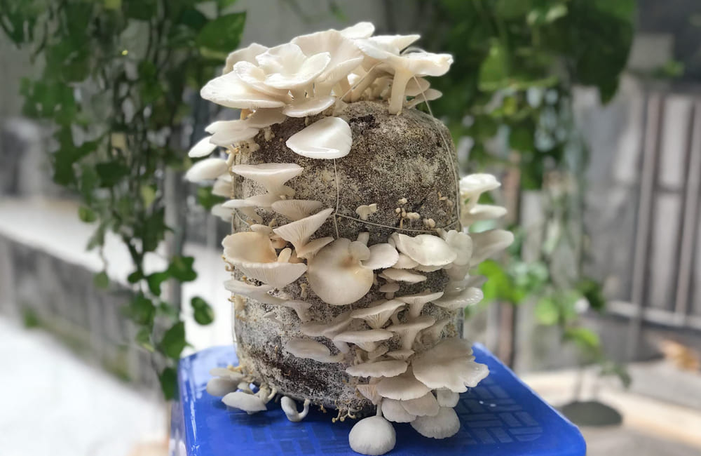 Los hongos Shelli si se agregan regularmente admitiran bien para los profesionales del deporte. Foto: Mai Lan