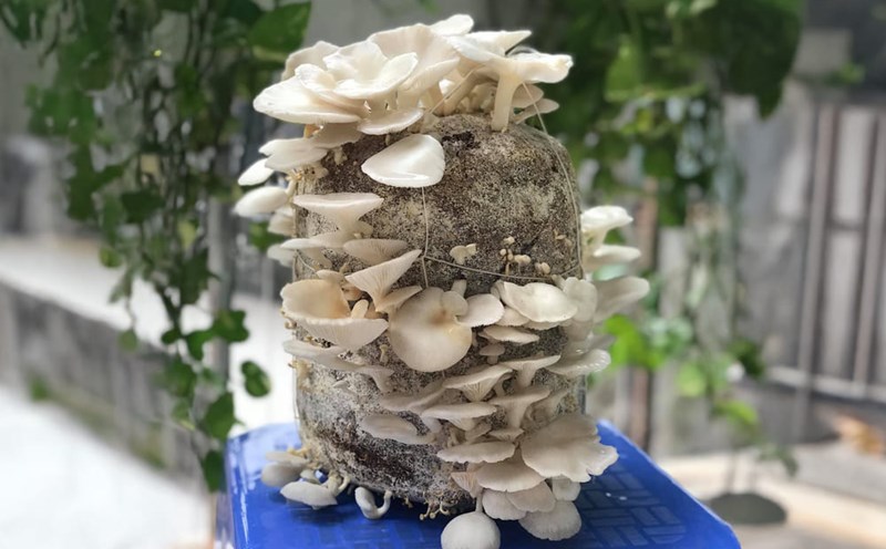 Mushroom mushrooms, if supplemented regularly, will be good for people who practice sports. Photo: Mai Lan