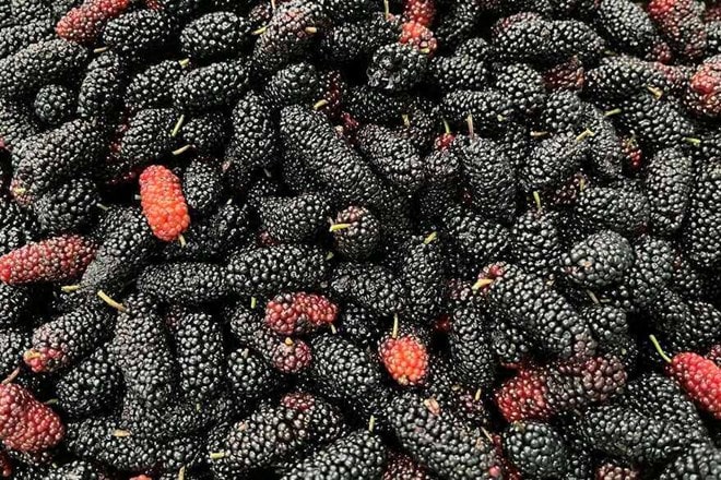 Eating mulberries properly not only regulates blood sugar but also has the effect of nourishing the kidneys. Photo: Kieu Vu.
