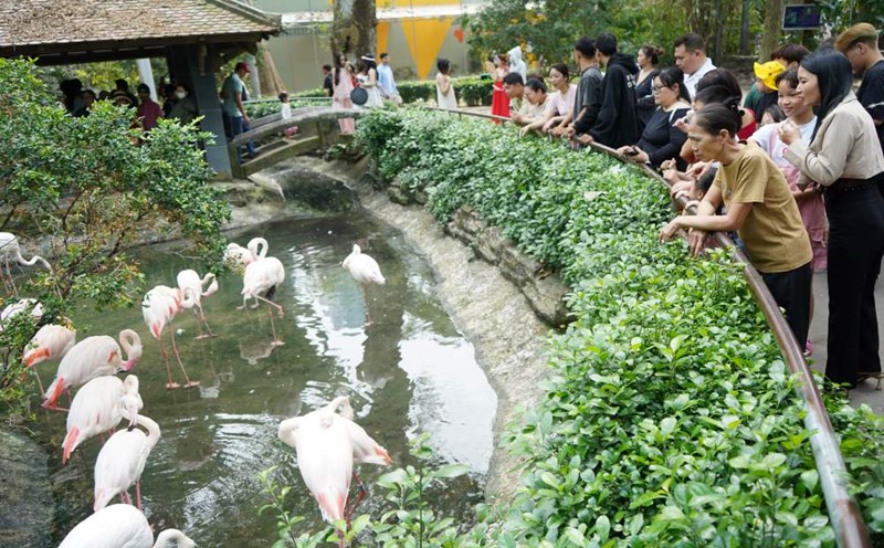 The Zoo is a destination that attracts families with young children in the summer. Photo: Chan Phuc