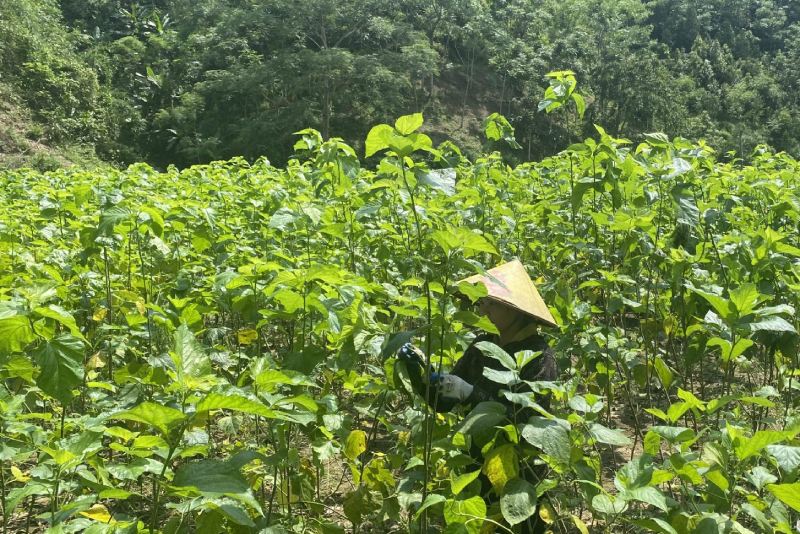 The mulberry growing model in Bo Bo commune contributes to the effective implementation of the poverty reduction target. Photo: Huong Lan
