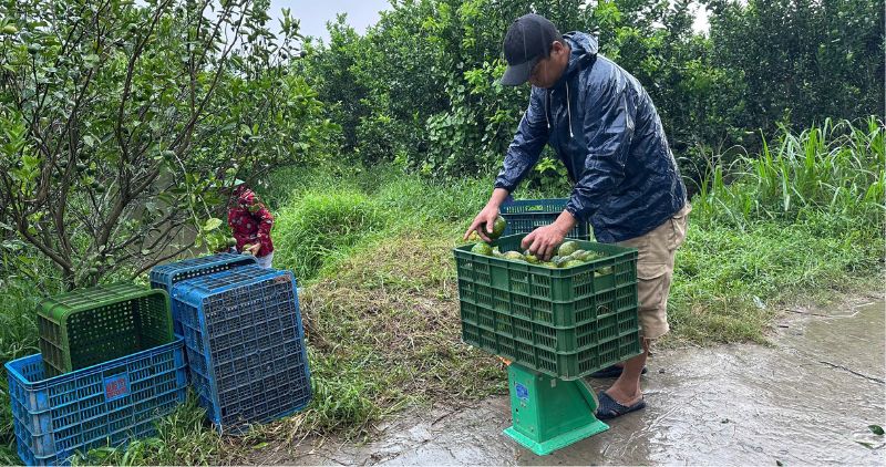 Cam sanh Tra Vinh duoc can tai vuon, nhung gia ban van o muc thap khien nong dan gap kho. Anh: Hoang Loc