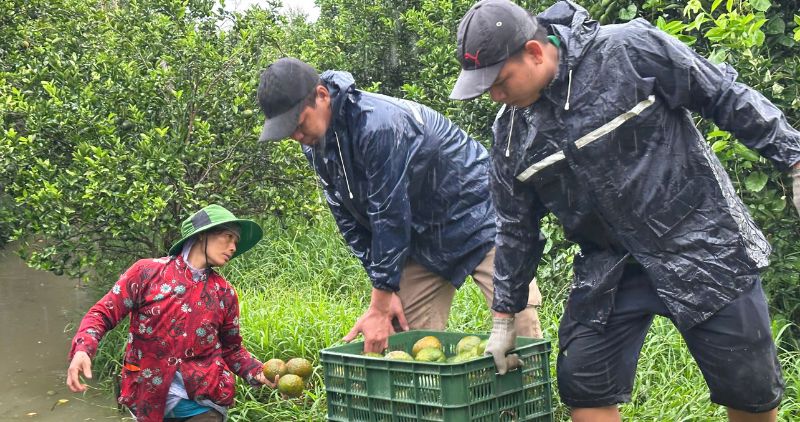 The price of oranges has increased slightly, and growers are still at risk of losses. Photo: Hoang Loc