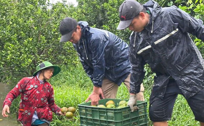 The price of oranges has increased slightly, and growers are still at risk of losses. Photo: Hoang Loc