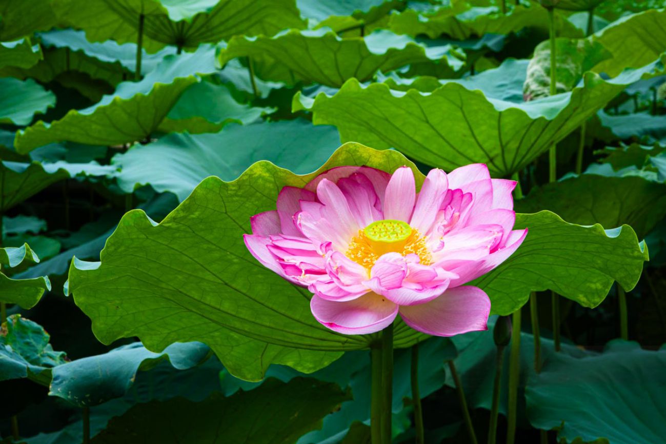 Sen Ho Tay. Photo: Diep Anh