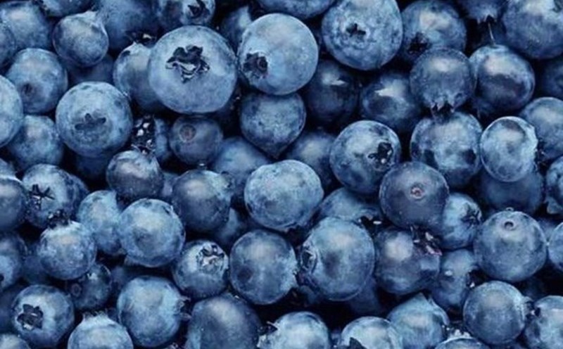 Is it good to eat berries every day? Photo: Hai Anh