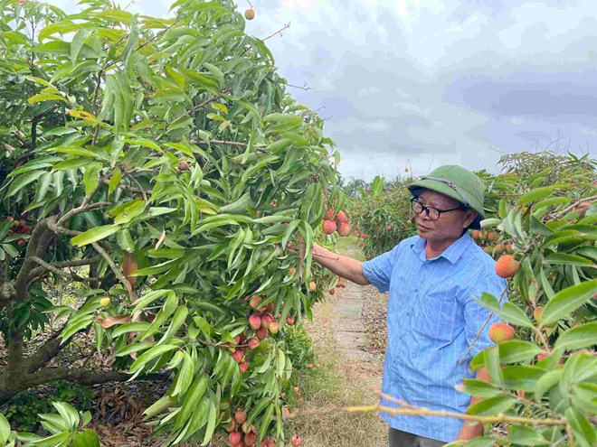 Immediately after harvesting, farmers in Thanh Quang commune started cleaning, pruning fabric branches, and fertilizing the fabric trees to recover. Photo: Mai Huong