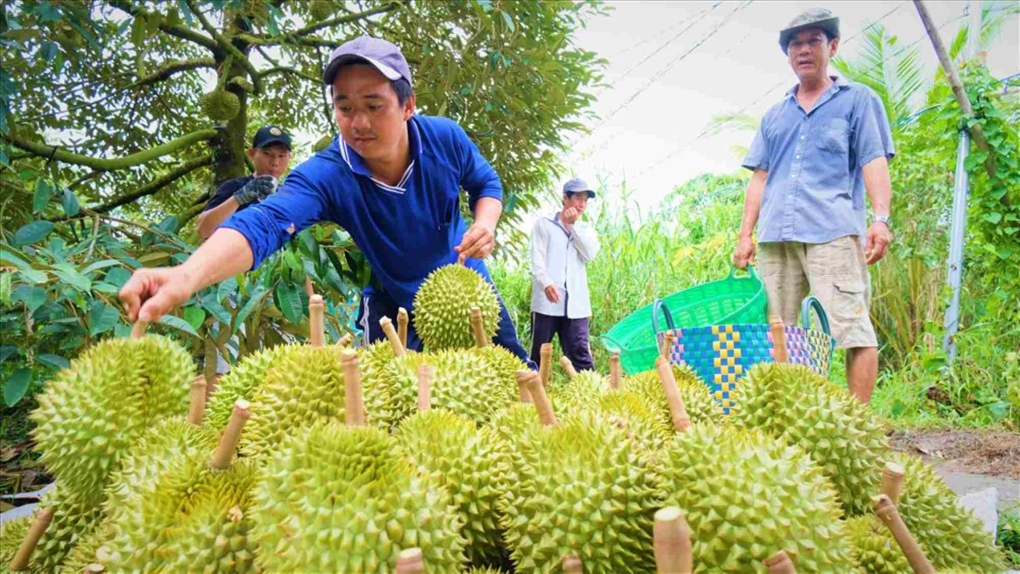 With the drastic participation, durian is expected to gradually regain its position in the second half of 2025. Photo: Phong Linh