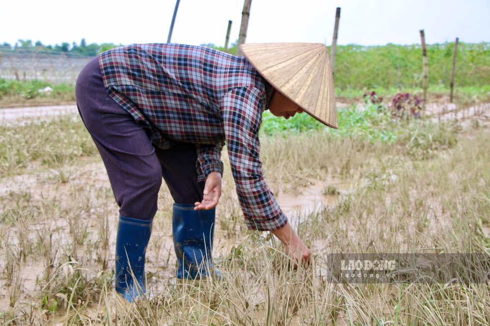 Nhung luong rau xanh tuoi gio chim trong bun. Anh: Dang Vu.
