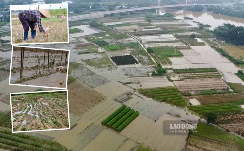 Mountainous people are worried about losing their livelihoods after the big flood. Photo: Dang Vu.