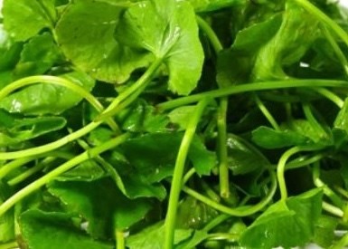 Pennywort combinado con judias verdes se usa para desintoxicar la piel. Foto: Kieu Vu.