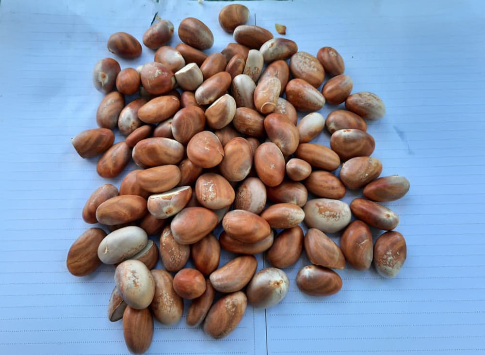 Comer semillas de jackfruit adecuadamente traera muchos buenos beneficios para la salud. Foto: Nguyen Mai