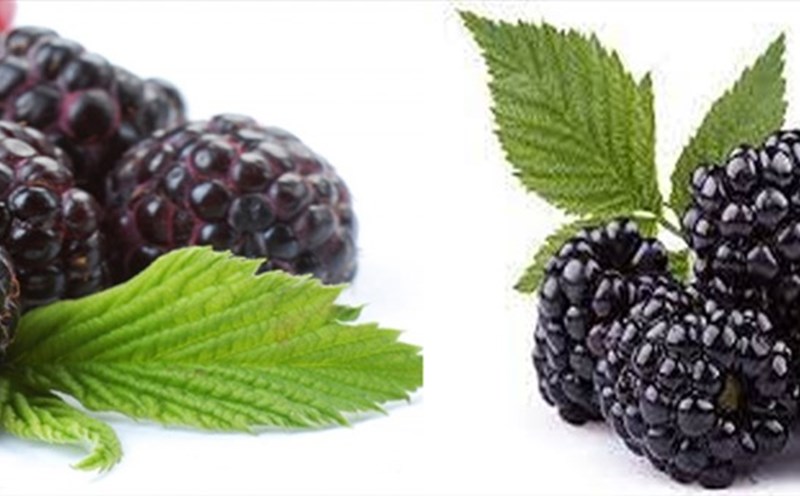 Little-known health benefits of berries. Graphics: Hong Nhat