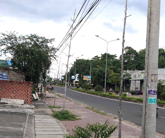 Du an co nhieu cay xanh bi chet kho duoi duong day dien. Anh: Thanh Tuan
