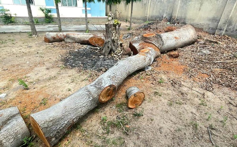 Trees were cut down in the ward People's Committee headquarters. Photo: Thanh Tuan
