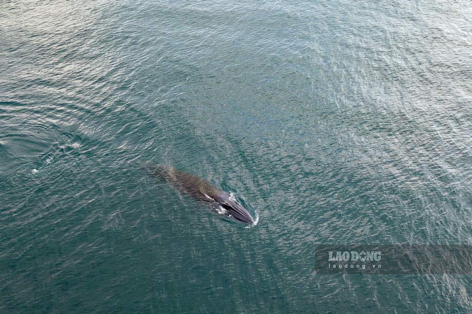 Large sharks appear and hunt in the waters of Hon Kho area (Nhon Hai commune, Quy Nhon city, Binh Dinh). Photo: Dang Van Hai