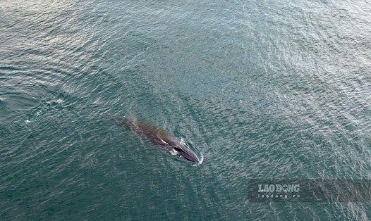 Cá voi lớn xuất hiện và săn mồi trên vùng biển khu vực Hòn Khô (xã Nhơn Hải, TP Quy Nhơn, Bình Định). Ảnh: Đặng Văn Hải
