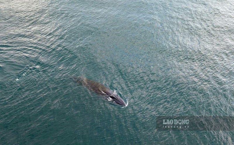 Large sharks appear and hunt in the waters of Hon Kho area (Nhon Hai commune, Quy Nhon city, Binh Dinh). Photo: Dang Van Hai