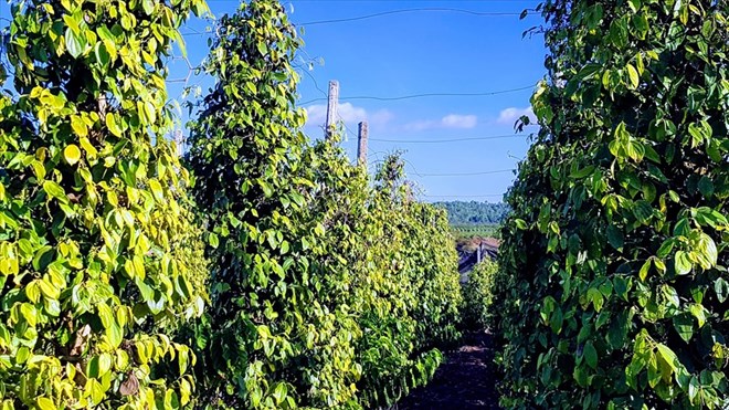 Pepper prices today, June 26: Green is everywhere. Photo: Vu Long