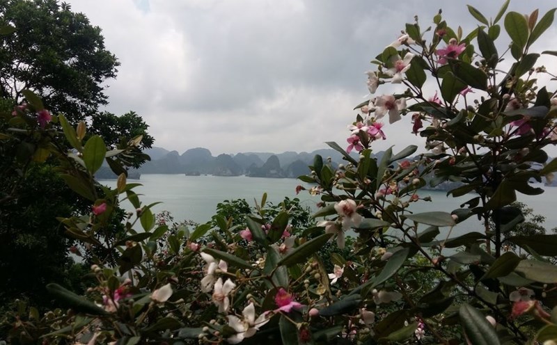 The island is called Soi Sim because of its large sim forest. Photo: Nguyen Hung