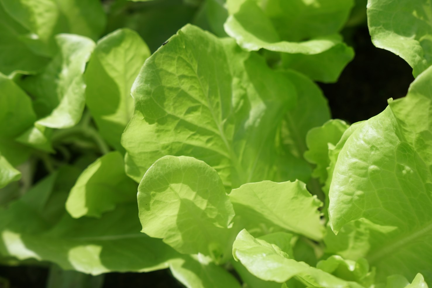 Lettuce helps control blood sugar levels. Photo: Thanh Thanh