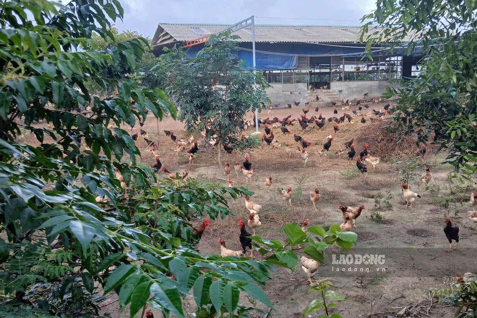 Trang trai nuoi ga trong du an san xuat rau an toan. Anh: Tue Lam