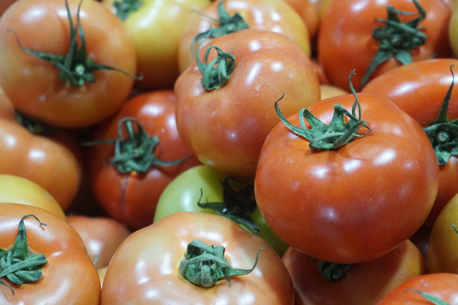 Los tomates son alimentos antiinflamatorios, buenos para la salud. Foto: Thanh Thanh
