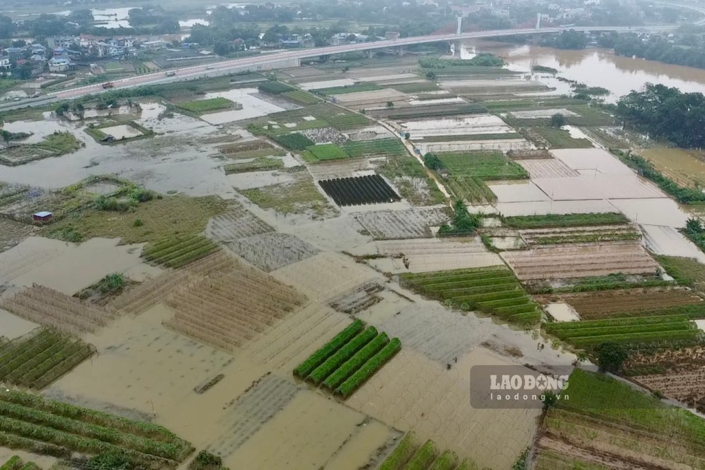 Las inundaciones prolongadas hicieron que muchas areas agricolas en Thai Nguyen se inundaran con inundaciones. Foto: Dang Vu.