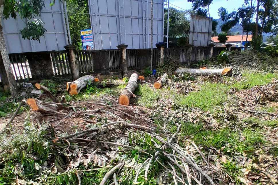 Many trees in the premises of the headquarters of the People's Committee of Vinh Kim commune (Vinh Thanh district, Binh Dinh) were cut down before the merger. Photo: Ho Huynh