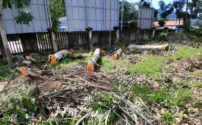 Many trees in the premises of the headquarters of the People's Committee of Vinh Kim commune (Vinh Thanh district, Binh Dinh) were cut down before the merger. Photo: Ho Huynh