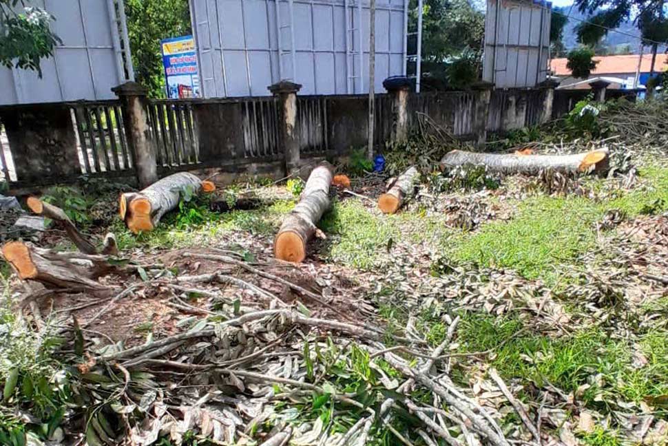 Many trees in the premises of the headquarters of the People's Committee of Vinh Kim commune (Vinh Thanh district, Binh Dinh) were cut down before the merger. Photo: Ho Huynh