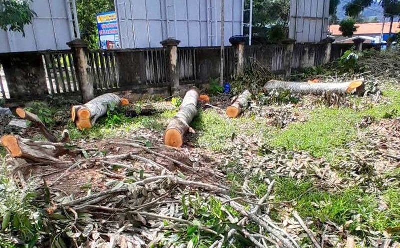 Many trees in the premises of the headquarters of the People's Committee of Vinh Kim commune (Vinh Thanh district, Binh Dinh) were cut down before the merger. Photo: Ho Huynh