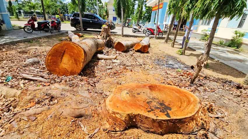 The trees in the ward People's Committee premises are public assets and need to be sold according to the process. Photo: Thanh Tuan