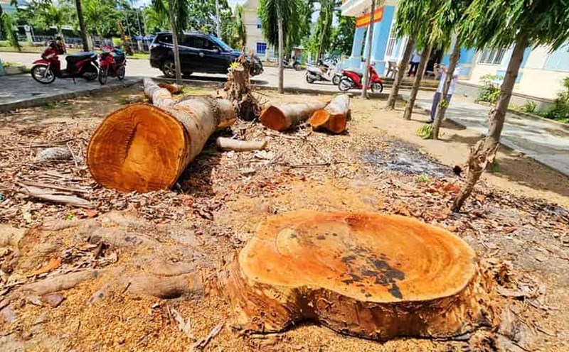 The trees in the ward People's Committee premises are public assets and need to be sold according to the process. Photo: Thanh Tuan