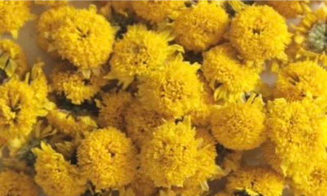 Chamomile tea is one of the recommended drinks in the evening to help reduce uric acid. Photo: Kieu Vu