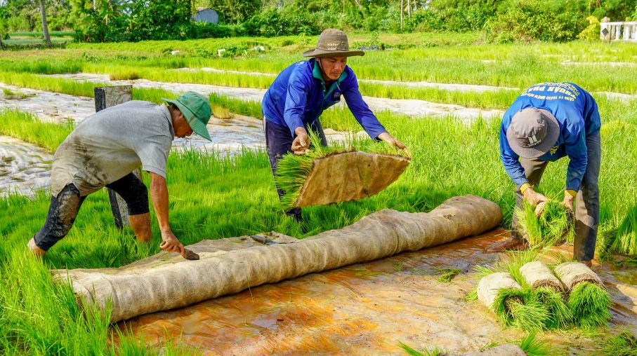 Quy trinh gieo ma san giup tiet kiem giong, de kiem soat chat luong. Viec van chuyen cung duoc thuc hien nhanh chong nho to chuc khoa hoc.