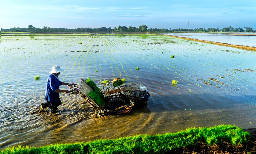 Tren nhung canh dong lua o xa Dai Tam, huyen My Xuyen, hinh anh nong dan loi ruong, cay tay dan tro thanh ky uc. Thay vao do la quy trinh san xuat hien dai, tu gieo ma san cho den cay bang may, dang tung buoc thay doi tu duy, thoi quen san xuat va cuoc song cua ba con nong dan. Tat ca huong toi muc tieu duy tri chat luong giong lua ST25 giong gao tung duoc vinh danh ngon nhat the gioi.