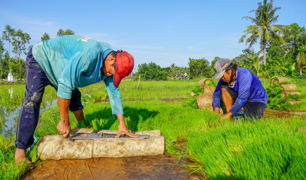 Ma duoc gieo tren nen bun tron xo dua, sau 12–13 ngay se duoc thu gom, cat doan va cuon lai de dua xuong ruong. Phuong phap gieo ma san khong chi tiet kiem giong ma con de kiem soat chat luong, dam bao ma khoe, dong deu. Nho to chuc van hanh khoa hoc, viec van chuyen ma dien ra nhanh chong, thuan loi
