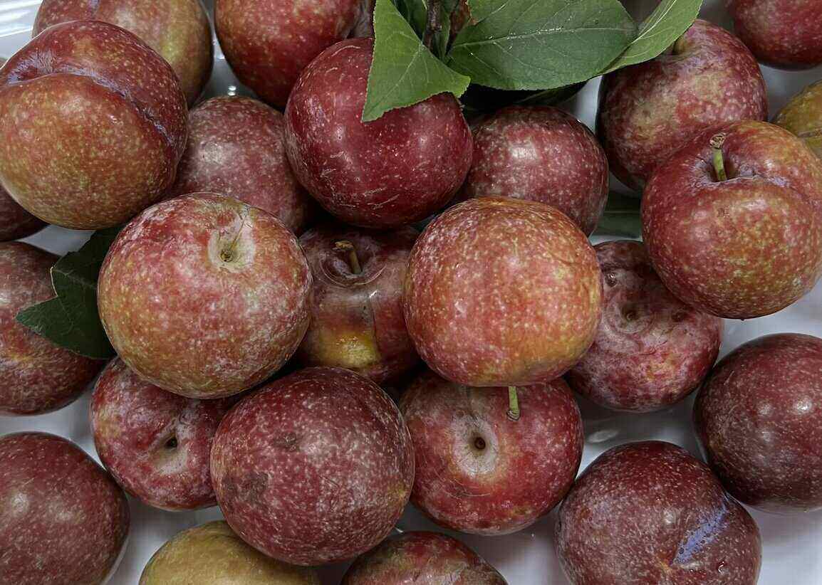 The way you eat plums has a direct impact on the effectiveness of lowering blood sugar. Photo: Kieu Vu
