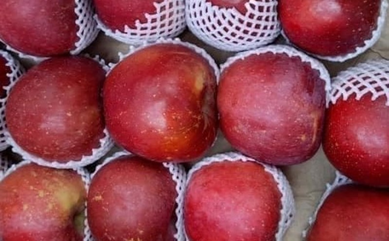 Eating fresh apples in the afternoon helps lower uric acid naturally. Photo: Kieu Vu.