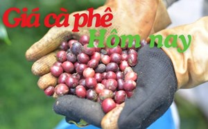 Giá cà phê hôm nay 28.6: Tăng nhẹ, chờ đợi động lực nâng giá