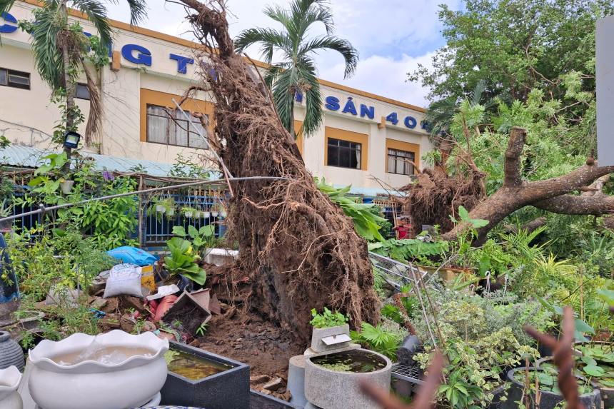Goc cay bi quat do cao khoang 3m. Anh: Ta Quang